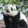 熊猫小w